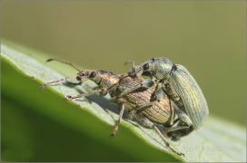 <p>NOSATEC (Phyllobius nebo Polydrusus sp.?)</p>